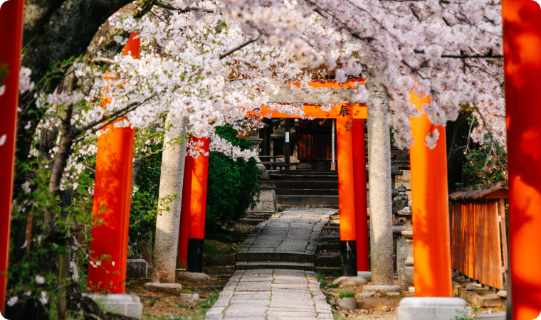 kyoto cherry blossoms